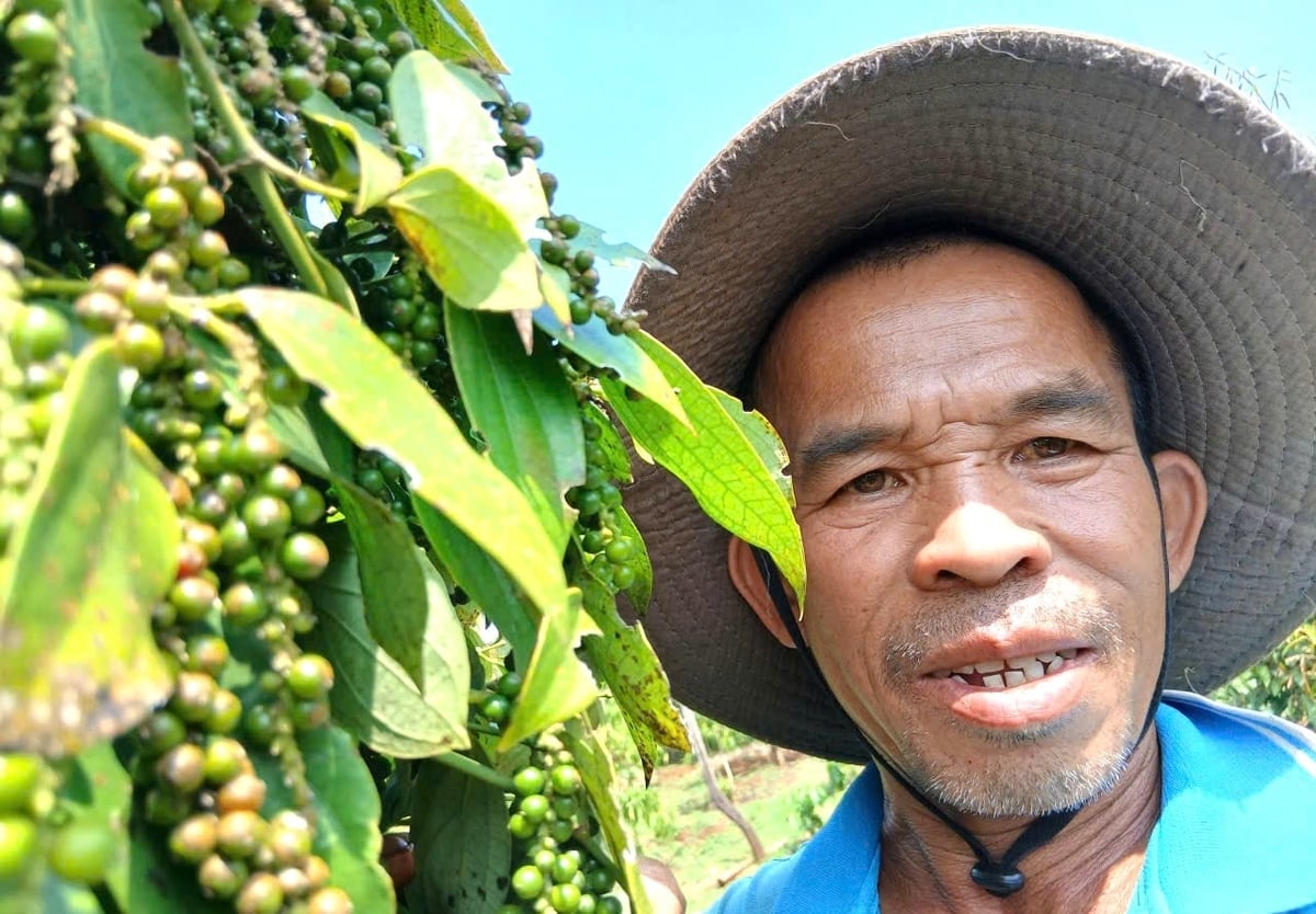 Gia đình ông Lục phấn khởi bước vào vụ thu hoạch hồ tiêu. Ảnh: Tuấn Anh.