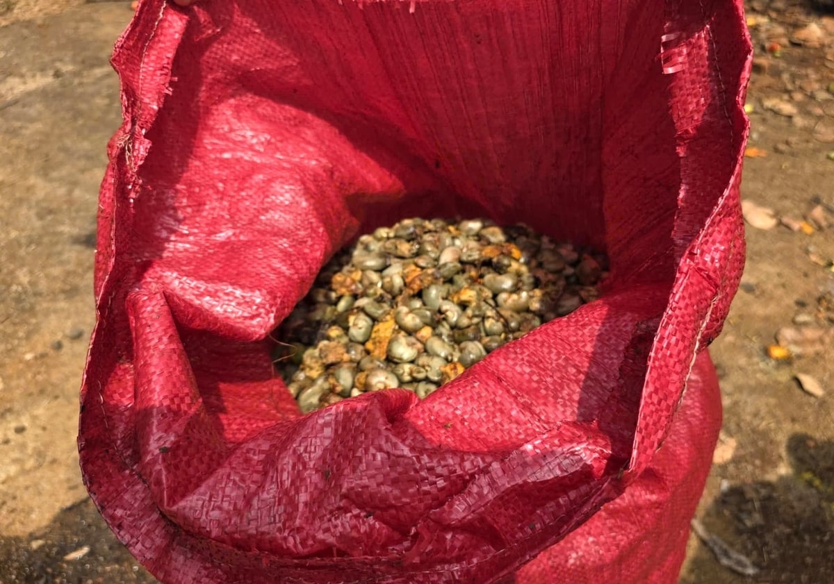 Điều tươi hiện có giá khoảng 35.000 đồng/kg. Ảnh: Tuấn Anh.