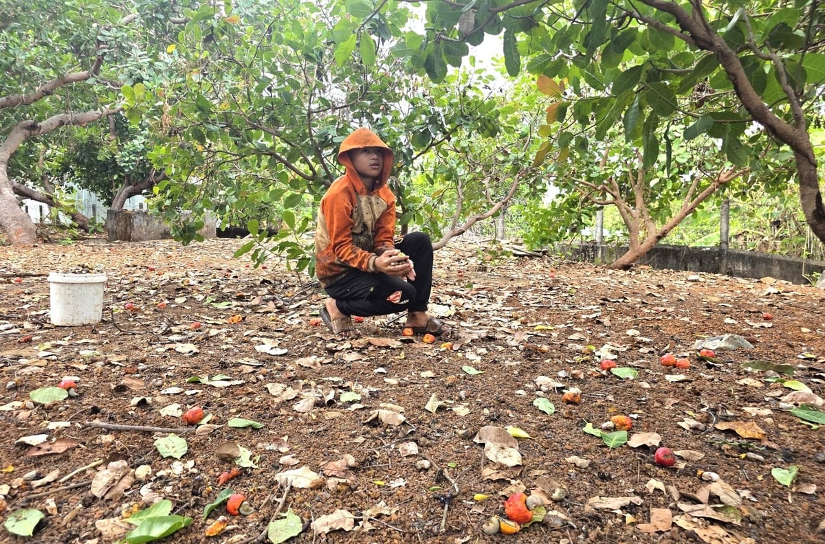 Cây điều đóng vai trò quan trọng với đồng bào dân tộc thiểu số. Ảnh: Tuấn Anh.