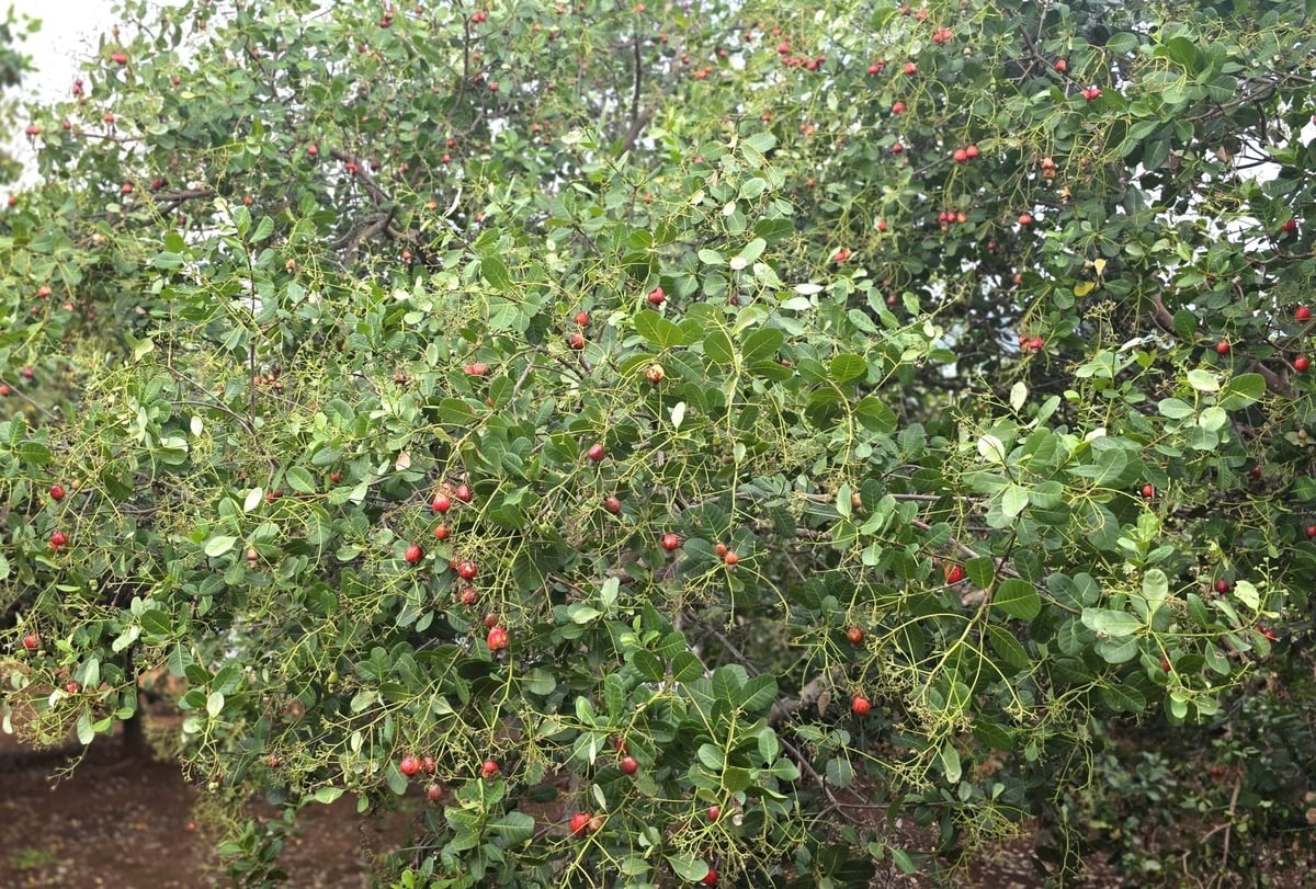 Năm nay, cây điều ở xã Ia O cho năng suất từ 1,5 tấn đến 1,8 tấn/ha. Ảnh: Tuấn Anh.