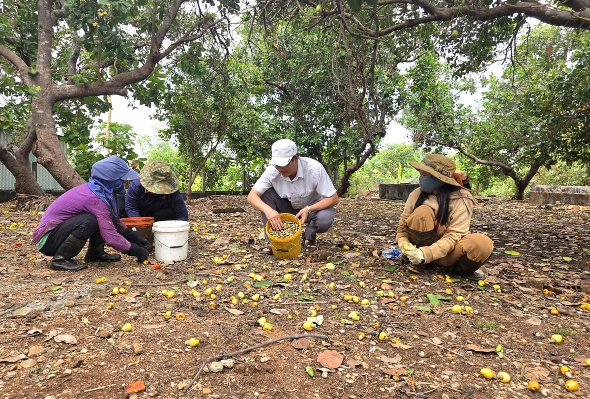 Người dân thu hoạch điều trong niềm phấn khởi khi năng suất ổn định, gia bán cao hơn vụ trước. Ảnh: Tuấn Anh.