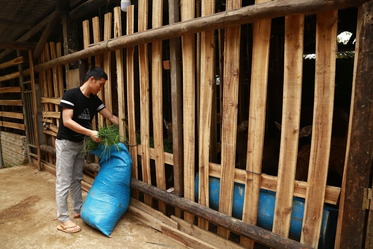 Mỗi con hươu chỉ cần khoảng 4m2 diện tích chuồng nuôi nên không tốn nhiều diện tích đất. Ảnh: Thanh Ngà.