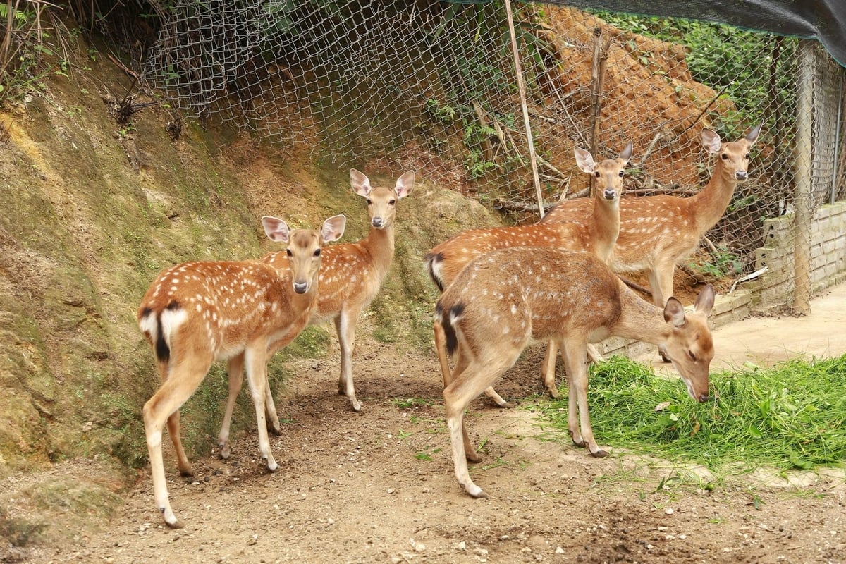 Hươu rất dễ thích nghi với môi trường, ăn ít và thức ăn rất sẵn tại địa phương nên nuôi hươu mất ít công chăm sóc. Ảnh: Thanh Ngà.
