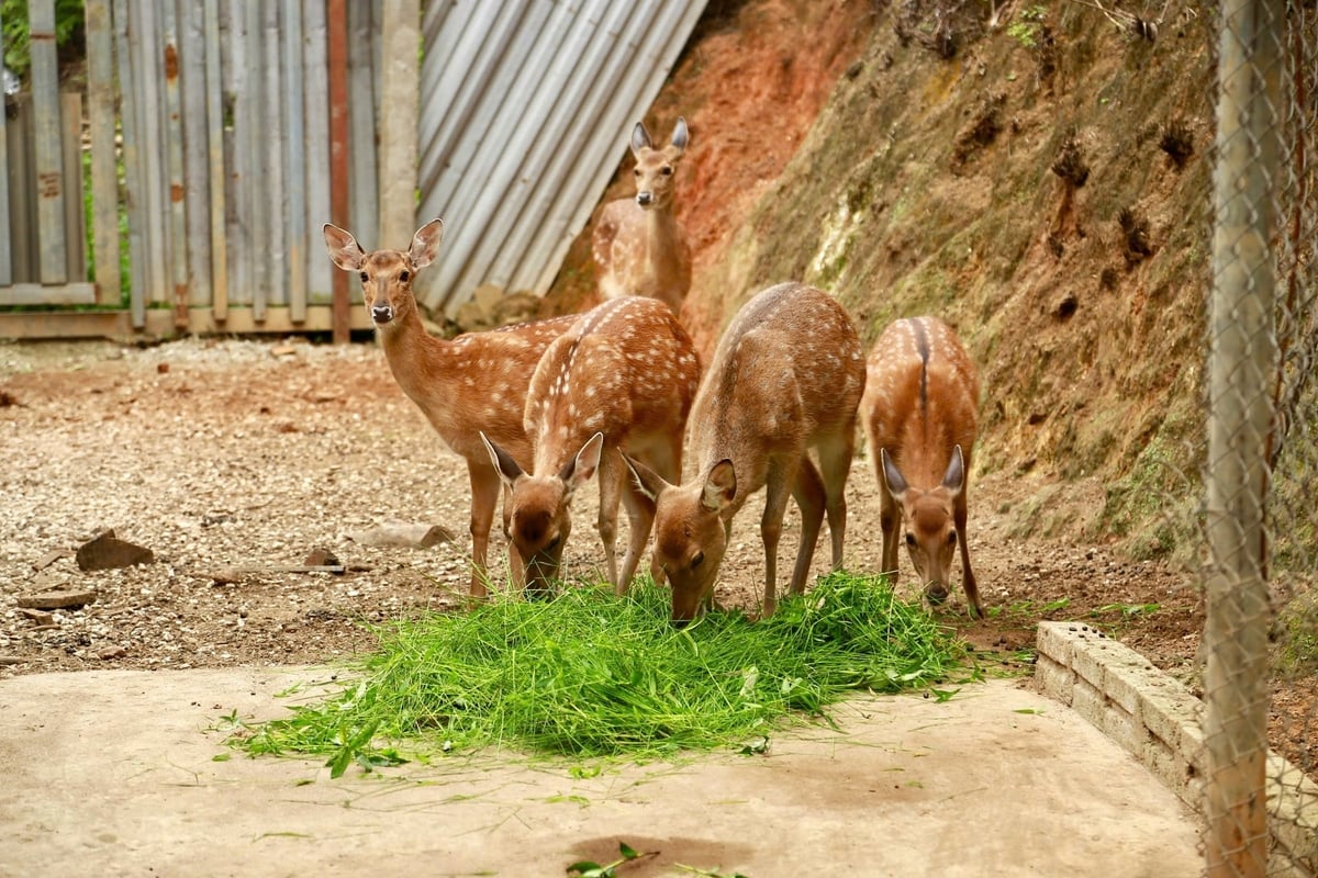Mô hình nuôi hươu sao tại xã Bảo Ái bước đầu mang lại hiệu quả kinh tế nhờ dễ nuôi, thức ăn sẵn có và sản phẩm nhung hươu có giá trị cao. Ảnh: Thanh Ngà.