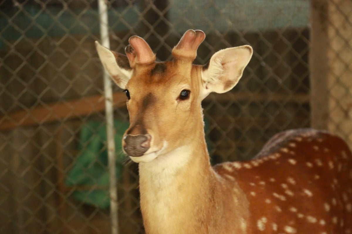 Hươu bắt đầu có nhung được 20 ngày và dự kiến sau 30-35 ngày nữa sẽ tiếp tục được lấy nhung. Ảnh: Thanh Ngà.