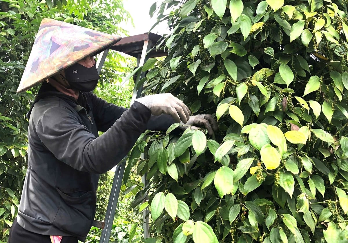 Năm nay năng sút tiêu có phần sụt giảm so với mọi năm nhưng giá bán vẫn duy trì ở mức cao. Ảnh: Tuấn Anh.