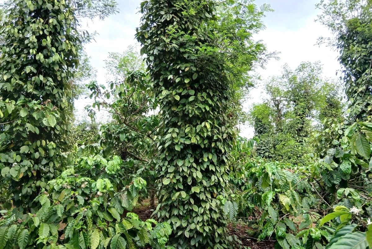 Nhiều vườn tiêu ở Gia Lai đang bước vào vụ thu hoạch. Ảnh: Tuấn Anh.