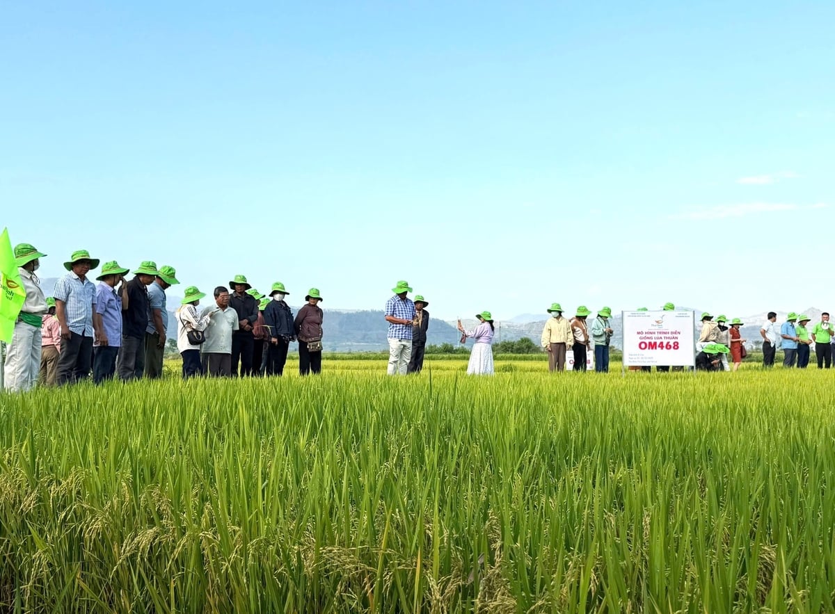 Nông dân phấn khích khi chứng kiến mô hình trình diễn giống lúa OM468. Ảnh: Tuấn Anh.