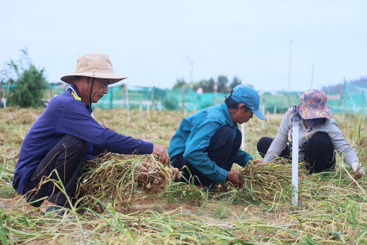 Hiện đang thời điểm thu hoạch rộ tỏi vụ đông xuân ở đặc khu Lý Sơn (Quảng Ngãi). Ảnh: L.K.