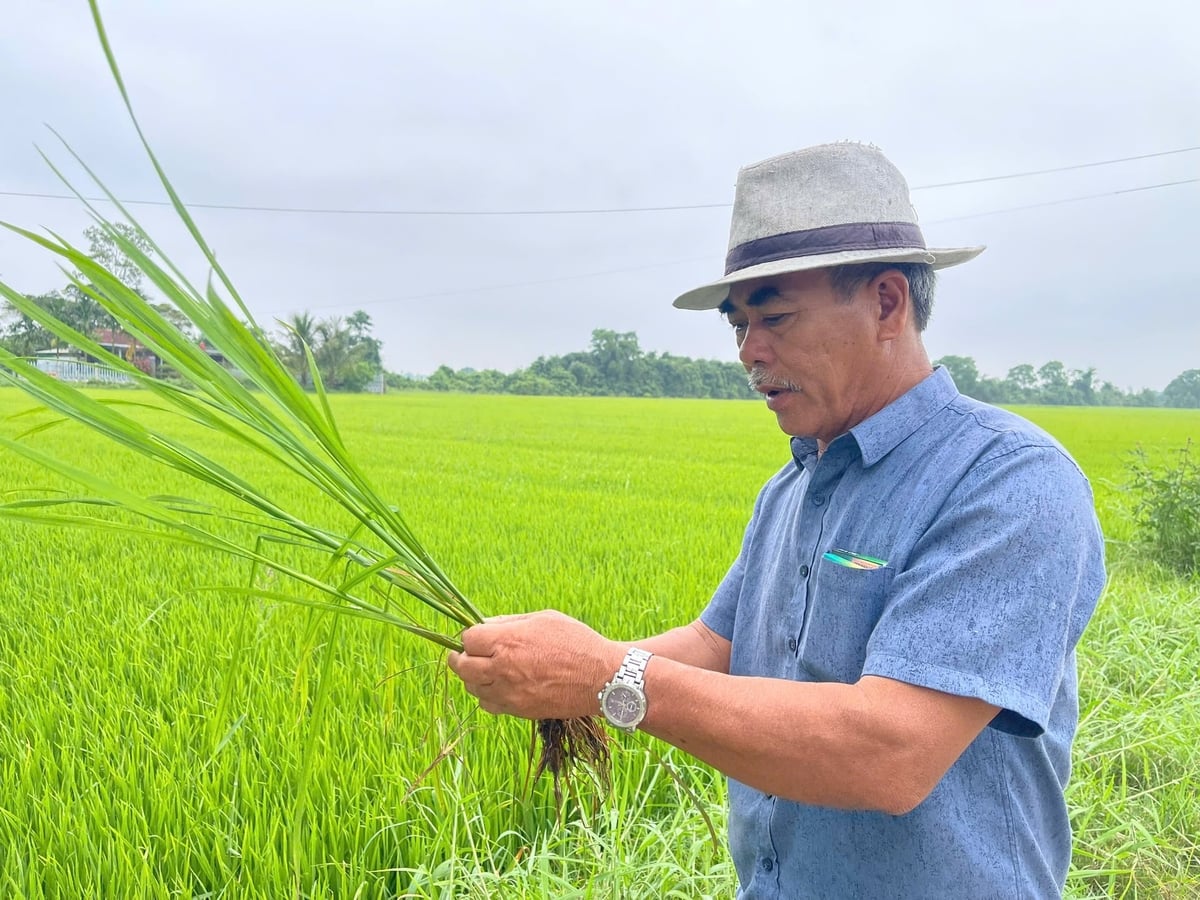 Hiện đang là giai đoạn cây lúa mẫn cảm với nhiều sinh vật gây hại, nông dân cần thường xuyên thăm đồng để kịp thời phát hiện, phòng trừ hiệu quả. Ảnh: Phan Việt Toàn.