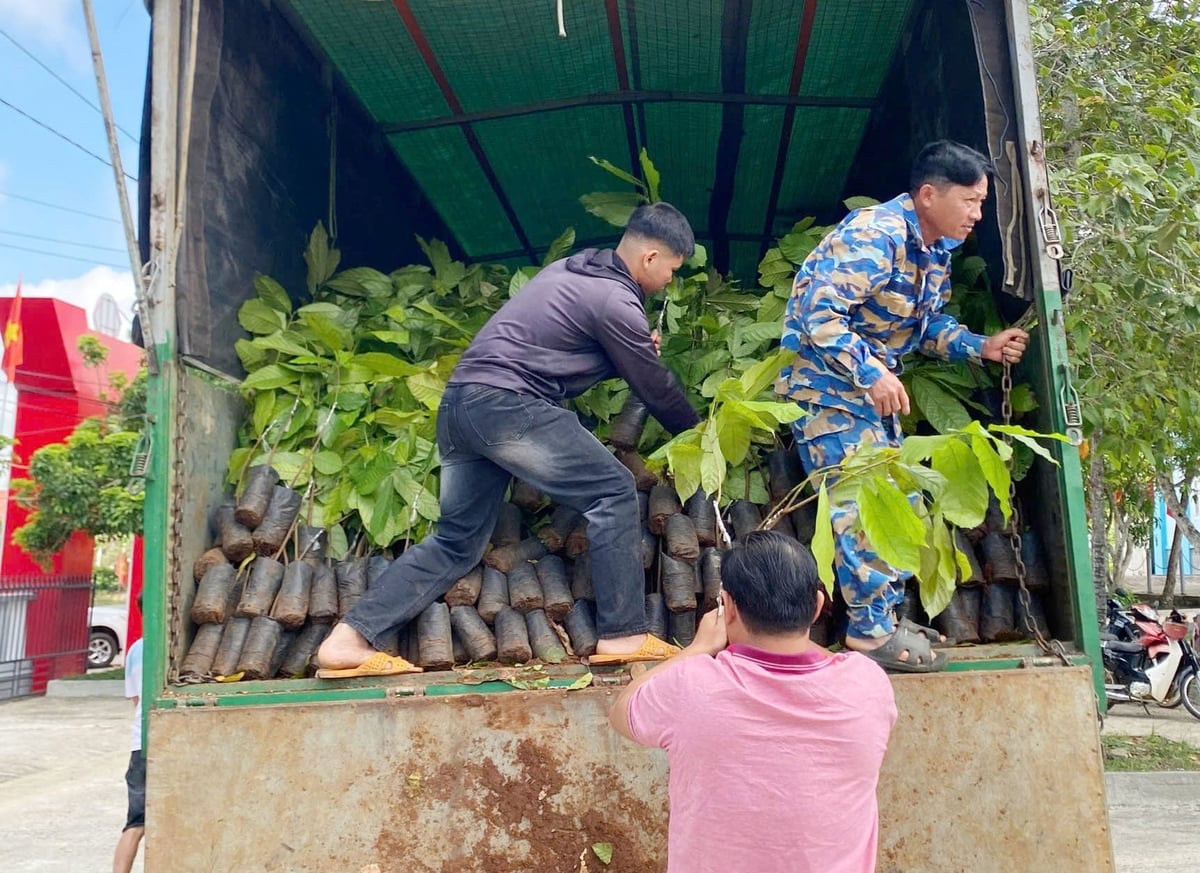 Hơn 20.000 cây giống ca cao đến tay 23 hộ nông dân thuộc 4 xã phía đông tỉnh Đắk Lắk. Ảnh: PC.