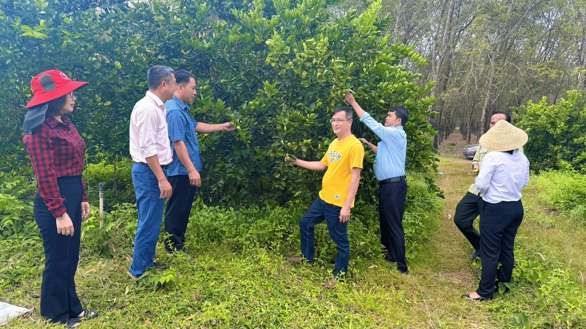 Mô hình trồng trọt ứng dụng kỹ thuật đang góp phần tạo đầu ra ổn định hơn cho nông dân. Ảnh: Trần Phi. Mô hình trồng trọt ứng dụng kỹ thuật đang góp phần tạo đầu ra ổn định hơn cho nông dân. Ảnh: Trần Phi.