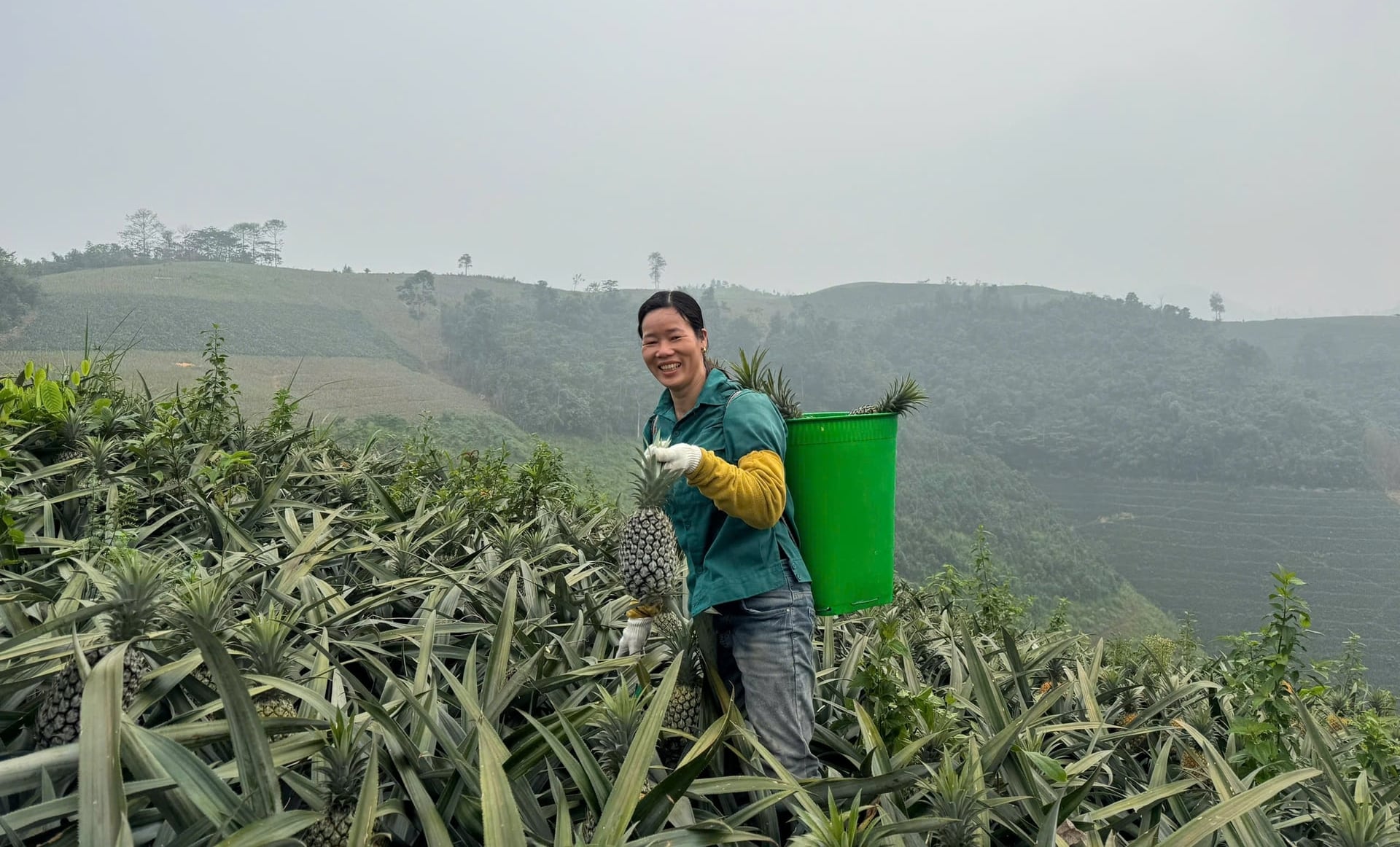 Người dân xã Bản Lầu thu hoạch dứa trong niềm vui được mùa, được giá. Ảnh: Chu Thu.