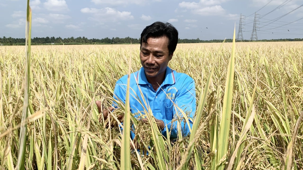 Nông dân tham gia mô hình phấn khởi vì giá bán lúa cao hơn bên ngoài từ 100-200 đồng/kg. Ảnh: Hồ Thảo.