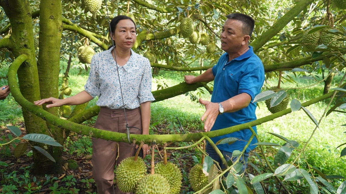 Nông dân phường Tây Nam trao đổi kỹ thuật chăm sầu riêng ngay tại vườn, hướng đến sản xuất đồng bộ và nâng chất lượng trái. Ảnh: Trần Phi.