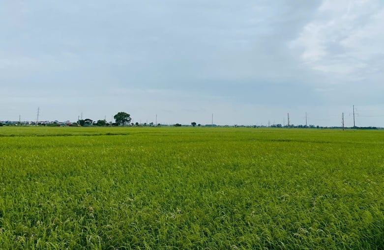 Sở Nông nghiệp và Môi trường tỉnh Bắc Ninh yêu cầu các địa phương tăng cường chăm sóc, theo dõi và phòng trừ sâu bệnh kịp thời trên lúa và vải thiều. Ảnh: Phi Yến.