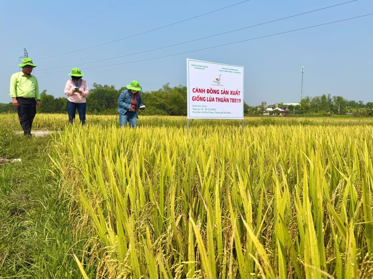 TBR19 được trồng 22ha tại HTX Đại Tân, sinh trưởng ổn định, ít đổ ngã, năng suất 70–75 tạ/ha, ít sâu bệnh, gạo khá, cơm mềm, phù hợp duy trì sản xuất. Ảnh: T.H.