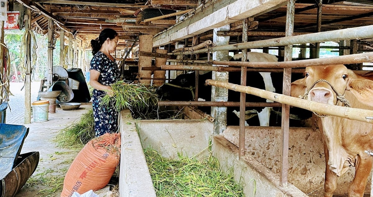 Bò lai có trọng lượng lớn, tăng trọng nhanh nên người nuôi có lãi. Ảnh: V.Đ.T. Bò lai có trọng lượng lớn, tăng trọng nhanh nên người nuôi có lãi. Ảnh: V.Đ.T.