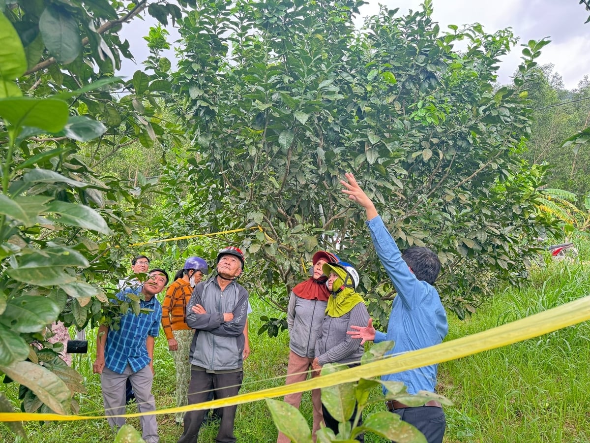 Người dân được cán bộ kỹ thuật hướng dẫn cách thả kiến vàng để bảo vệ cây bưởi ngay tại vườn ở xã Thiện Tín (Quảng Ngãi). Ảnh: L.K. Người dân được cán bộ kỹ thuật hướng dẫn cách thả kiến vàng để bảo vệ cây bưởi ngay tại vườn ở xã Thiện Tín (Quảng Ngãi). Ảnh: L.K.