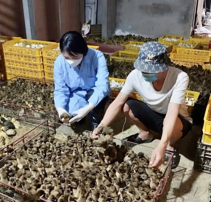 Một trong những hộ gia đình đi đầu trong phát triển mô hình sản xuất con giống gà và vịt cho giá trị kinh tế cao. Ảnh: Phương Huế.