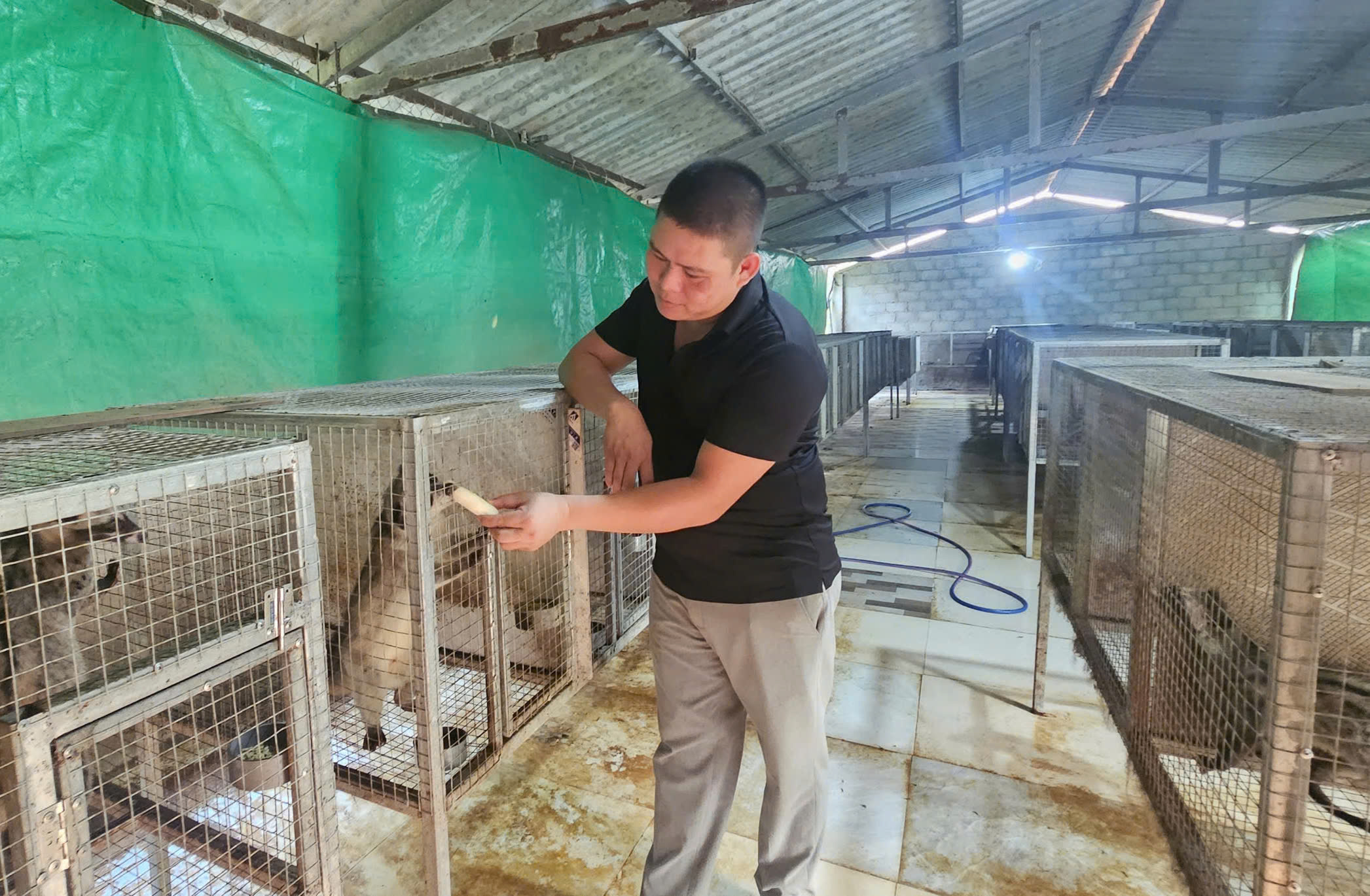 Cầy hương được nuôi trong khu chuồng rộng, thoáng và xa khu vực nhà ở để hạn chế dịch bệnh. Ảnh: T. Đức.