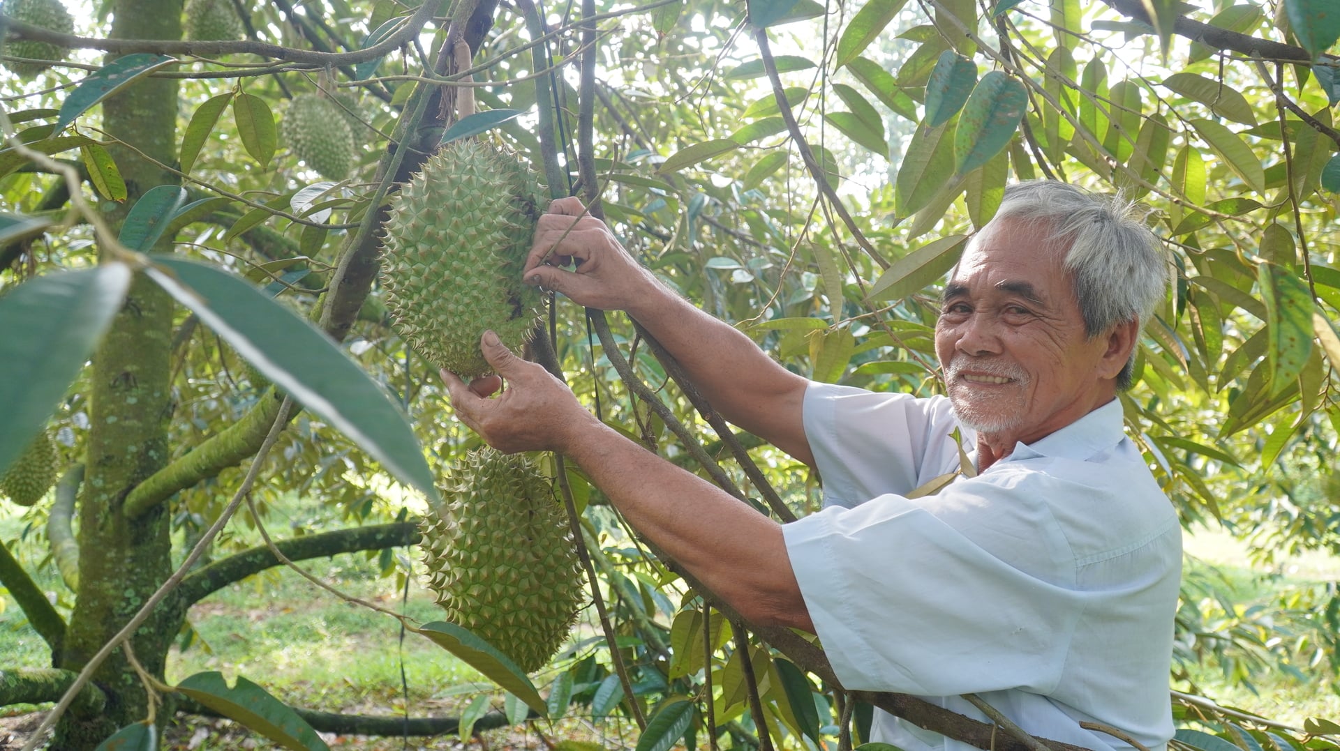 Ông Huỳnh Văn Long kiểm tra vườn cây, chú trọng chất lượng để ổn định đầu ra và nâng giá trị sản phẩm. Ảnh: Trần Phi.
