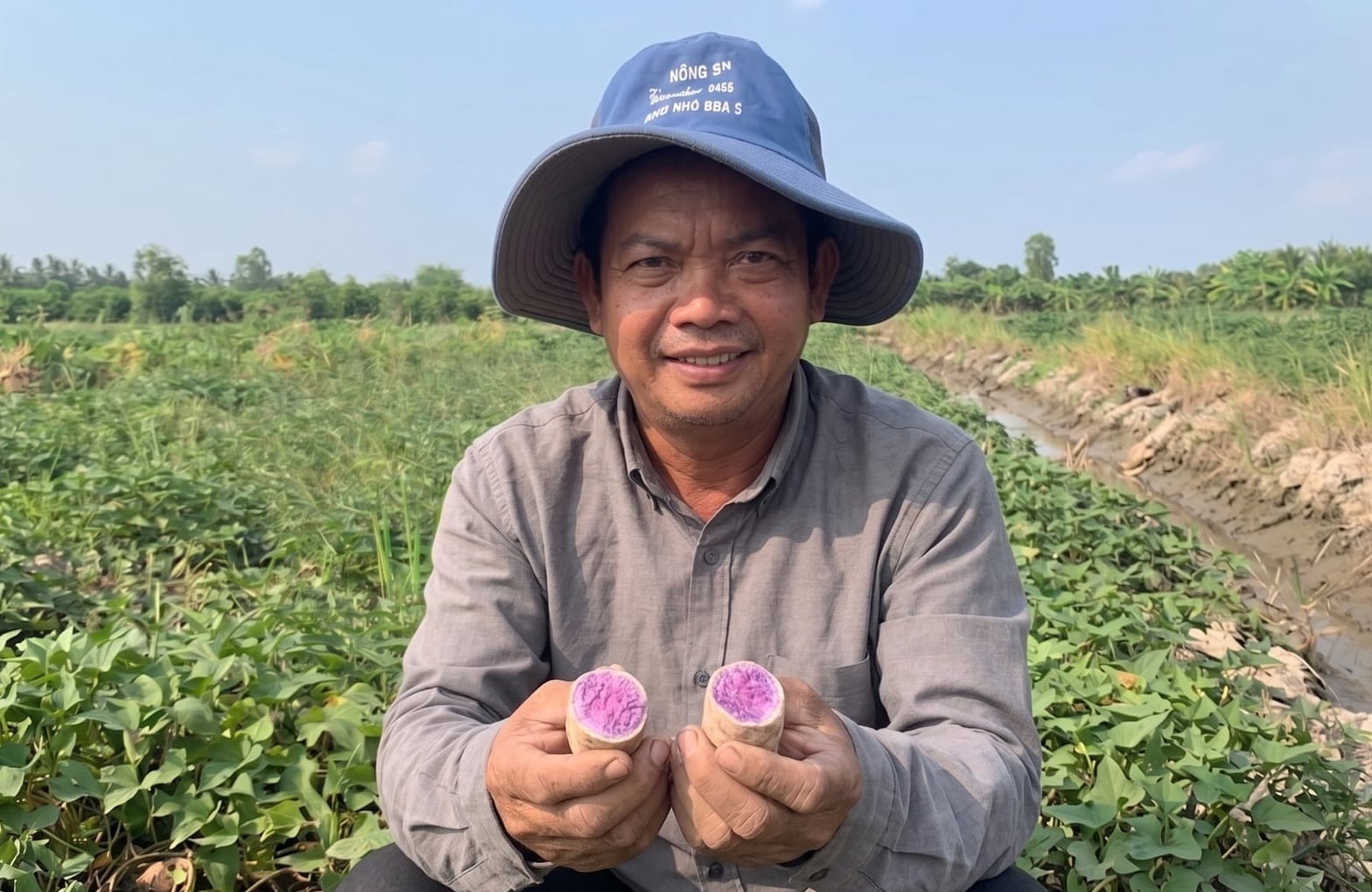 Ông Võ Quang Long giới thiệu củ khoai tím Úc với ruột tím đậm, chất lượng thương phẩm cao, được thị trường ưa chuộng. Ảnh: Hồ Thảo.