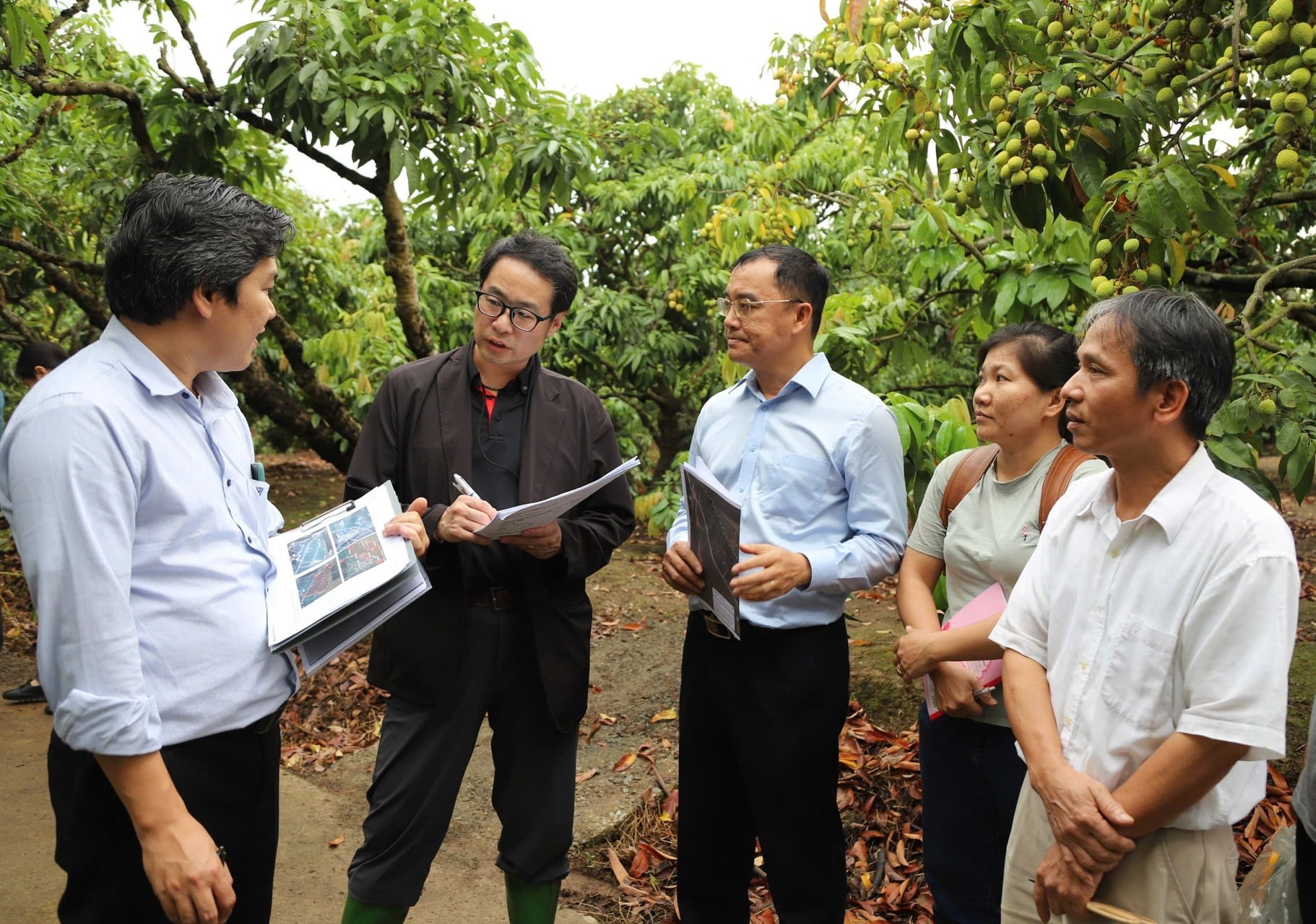 Đối tác Nhật Bản sang tận vườn vải để kiểm tra vùng nguyên liệu, tình hình sản xuất trước khi thua mua. Ảnh: Hoàng Phong. Đối tác Nhật Bản sang tận vườn vải để kiểm tra vùng nguyên liệu, tình hình sản xuất trước khi thua mua. Ảnh: Hoàng Phong.