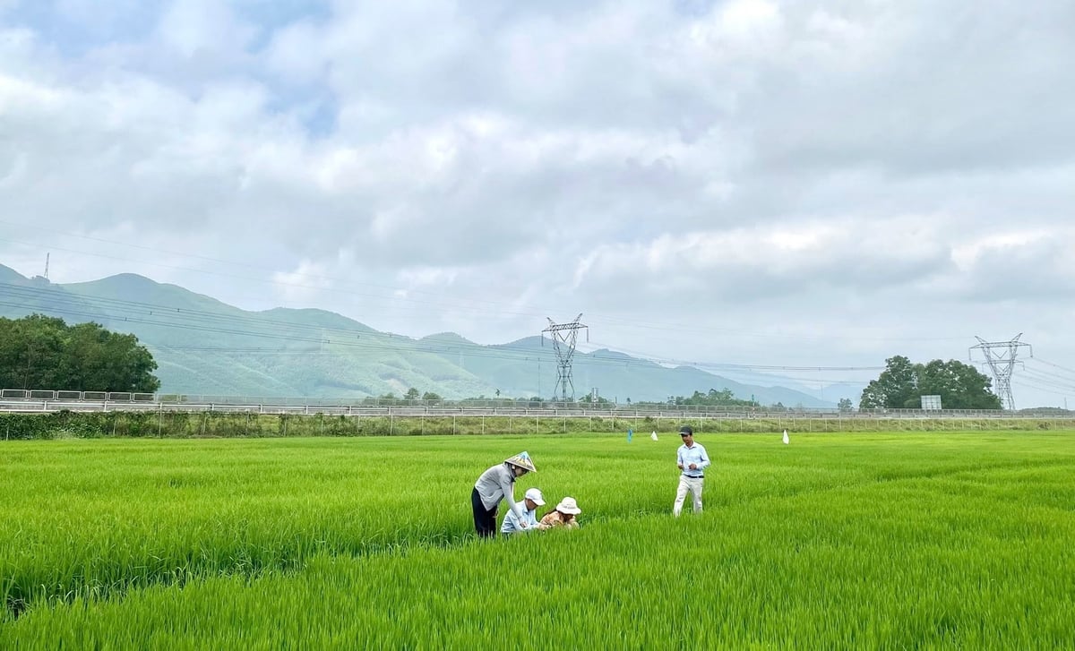 Vụ Đông Xuân 2025-2026, toàn TP Huế gieo cấy 27.587 ha lúa. Ảnh: Văn Dinh.