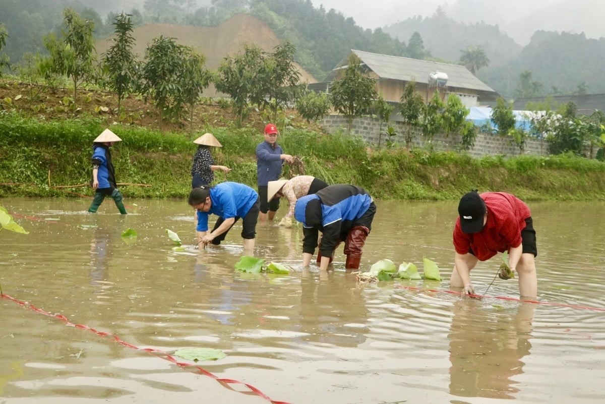 Người dân trồng sen trên diện tích ruộng trũng. Ảnh: Thanh Tiến.