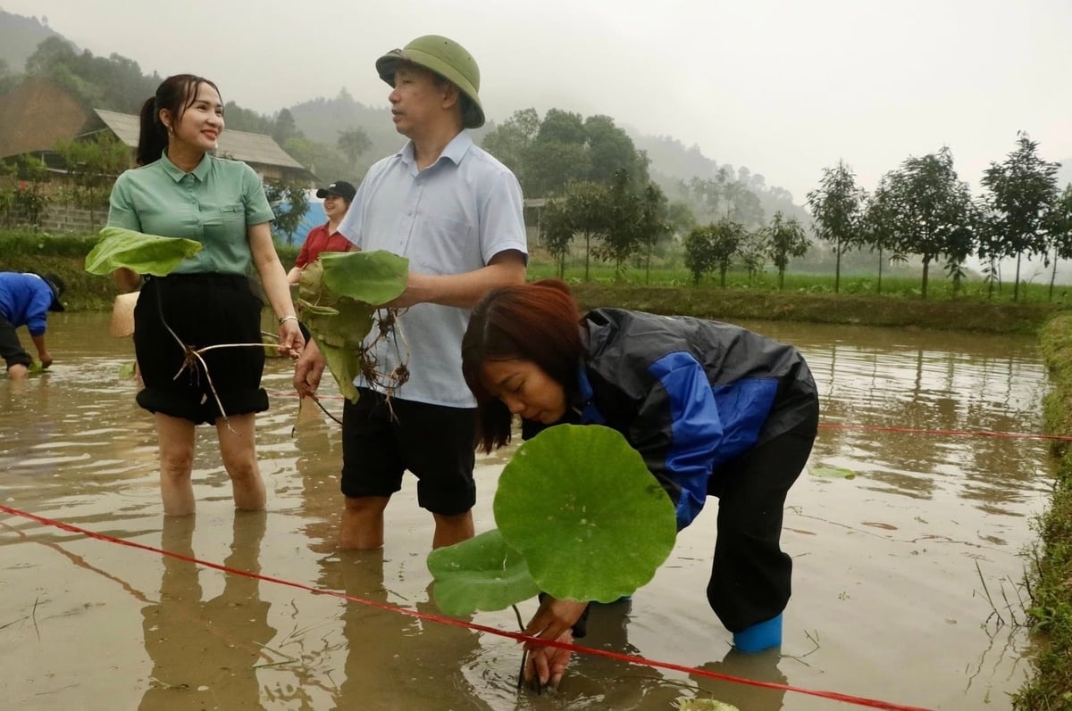Trồng sen không chỉ mang lại hiệu quả kinh tế trên đất trũng kém hiệu quả mà còn thu hút khách du lịch. Ảnh: Thanh Tiến.