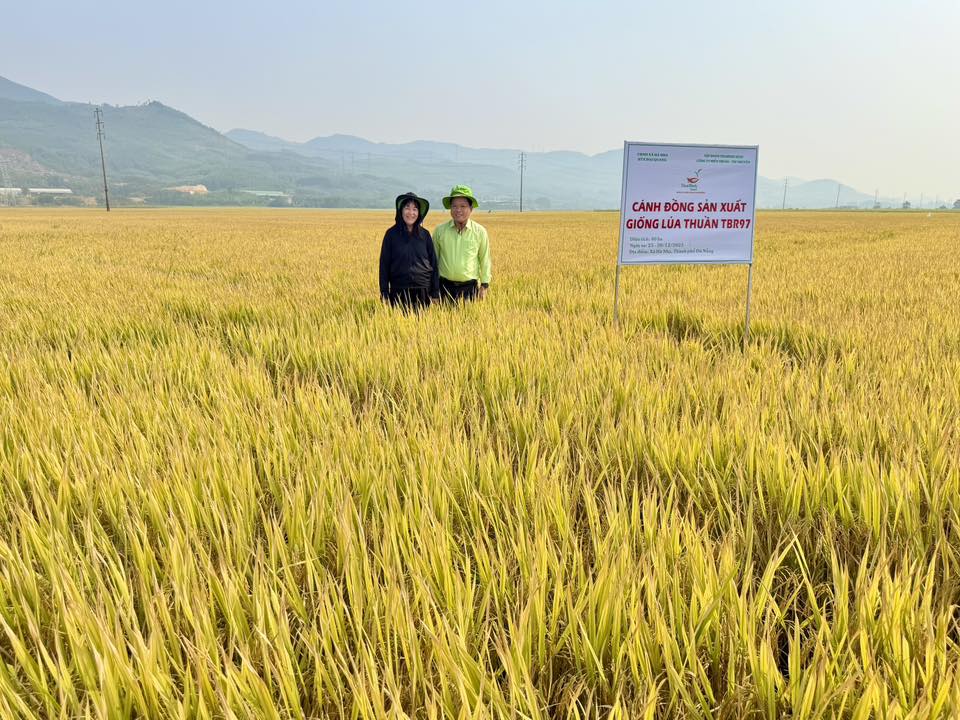 Các giống lúa TBR của ThaiBinh Seed sinh trưởng tốt trên đồng ruộng Đà Nẵng. Ảnh: T.H.