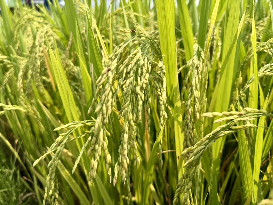 Đồng lúa xanh tốt, đẻ nhánh khỏe, mở ra kỳ vọng nâng cao năng suất. Ảnh: T.H.