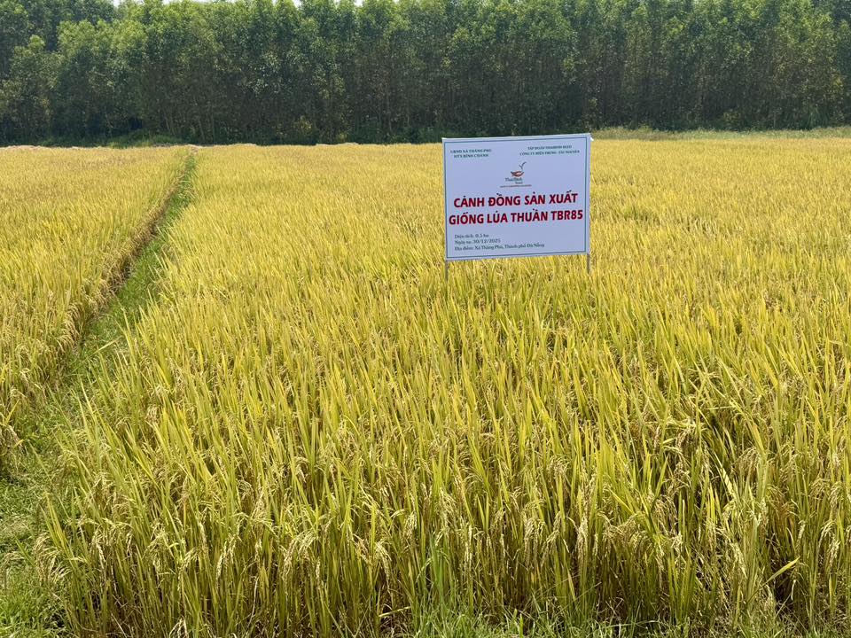 TBR85 được trồng khảo nghiệm với diện tích 0,4ha tại HTX Bình Chánh, có đặc tính sinh trưởng ổn định, cứng cây, ít sâu bệnh, năng suất 70–75 tạ/ha, gạo ngon, dần thay thế giống cũ KD18.