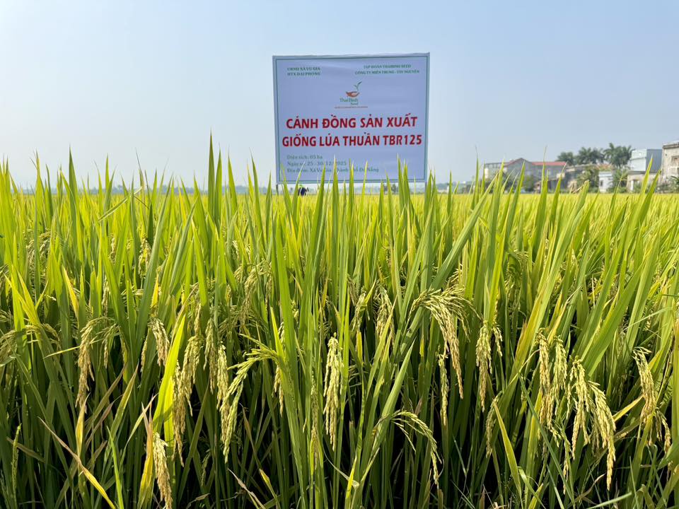 TBR125 được trồng khảo nghiệm với diện tích 5ha tại HTX Đại Phong, được bà con đánh giá sinh trưởng tốt, dễ trồng, năng suất 70–75 tạ/ha, ít sâu bệnh, gạo sáng, cơm mềm, phù hợp sản xuất nhiều vụ. Ảnh: T.H.