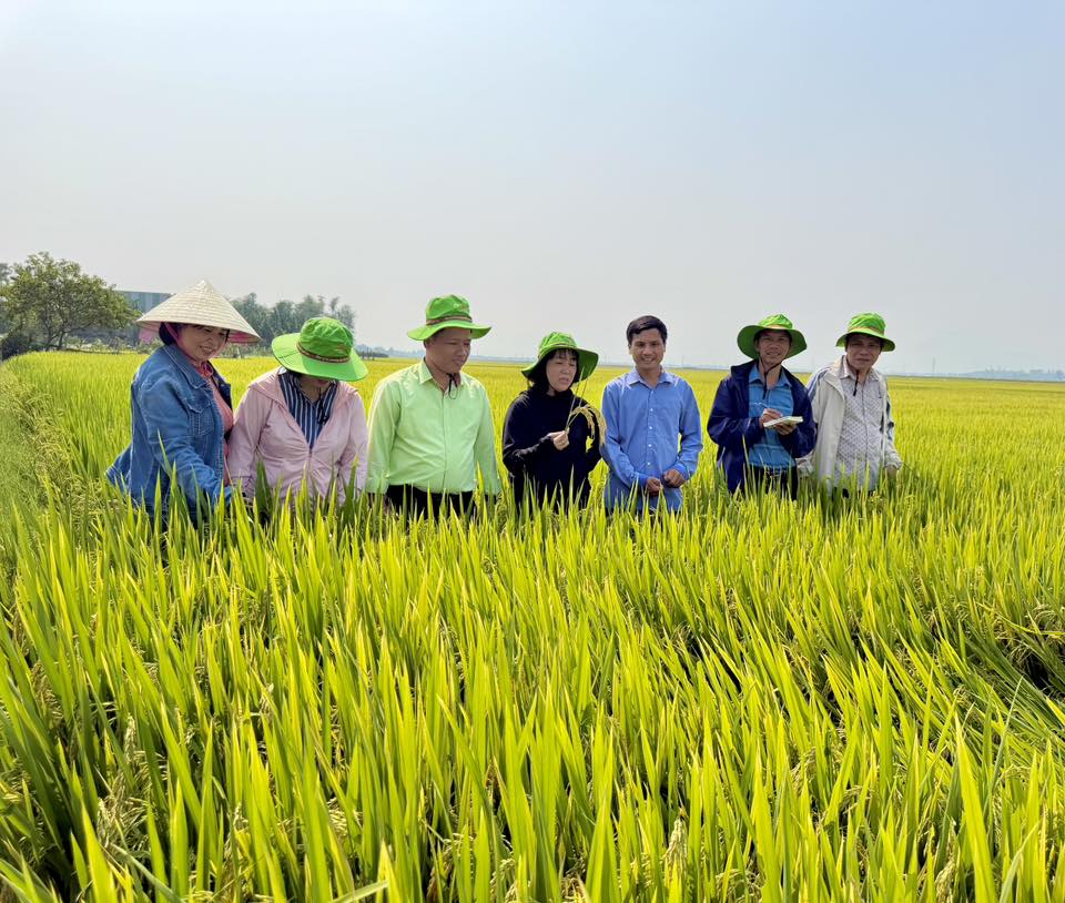 Ngành nông nghiệp Đà Nẵng thăm đồng, đánh giá thực tế các giống lúa ThaiBinh Seed. Ảnh: T.H.