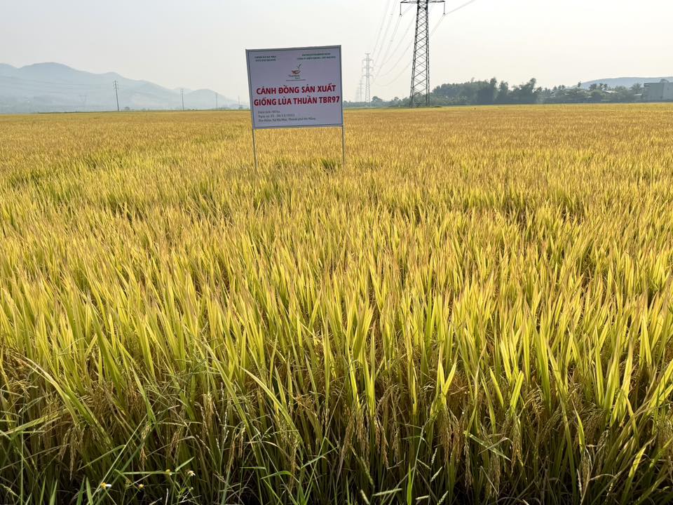 TBR97 đã trồng ổn định tại TP Đà Nẵng với diện tích 260ha, có đặc tính sinh trưởng khỏe, chịu thời tiết tốt, năng suất 70–75 tạ/ha, ít sâu bệnh, gạo trắng mềm, thơm nhẹ, dễ tiêu thụ, phù hợp sản xuất nhiều vụ. Ảnh: T.H.