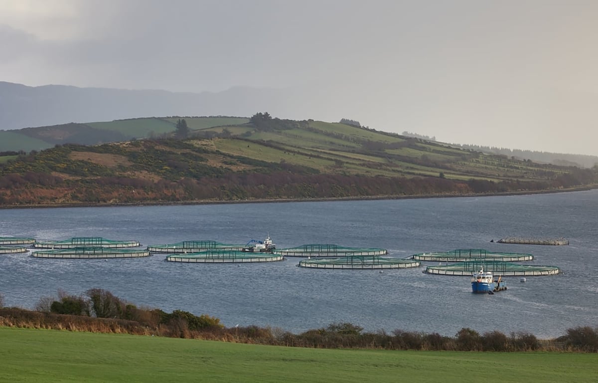 Ngành thủy sản Ireland hoan nghênh việc dỡ bỏ các hạn chế, ngay cả khi Mỹ vẫn là một thị trường xuất khẩu tương đối nhỏ đối với lĩnh vực này. Ảnh: Jorge Corcuera/Shutterstock.