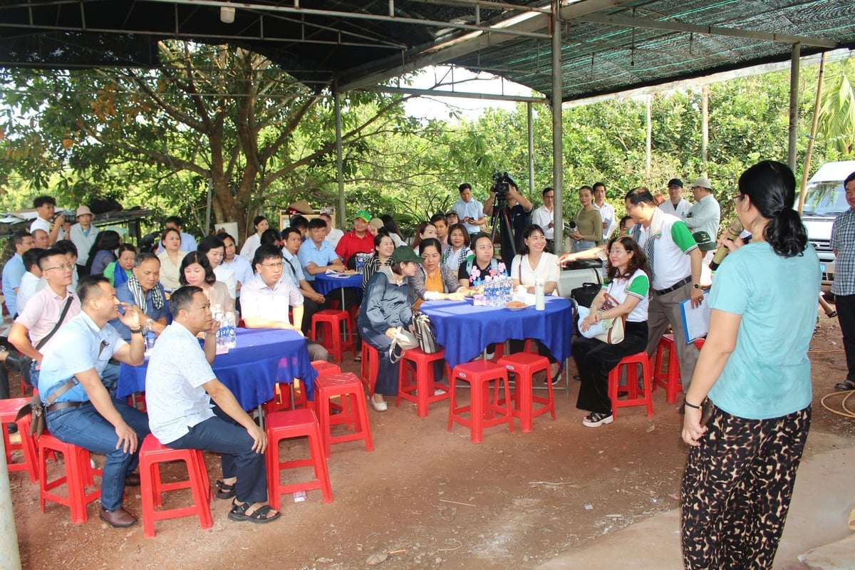 Nhà vườn cùng cơ quan quản lý nhà nước, chuyên gia và các 'ông lớn' bán lẻ như Saigon Co.op, Central Retail, Vina T&T… bàn giải pháp gỡ khó cho quả bưởi. Ảnh: Trần Trung.
