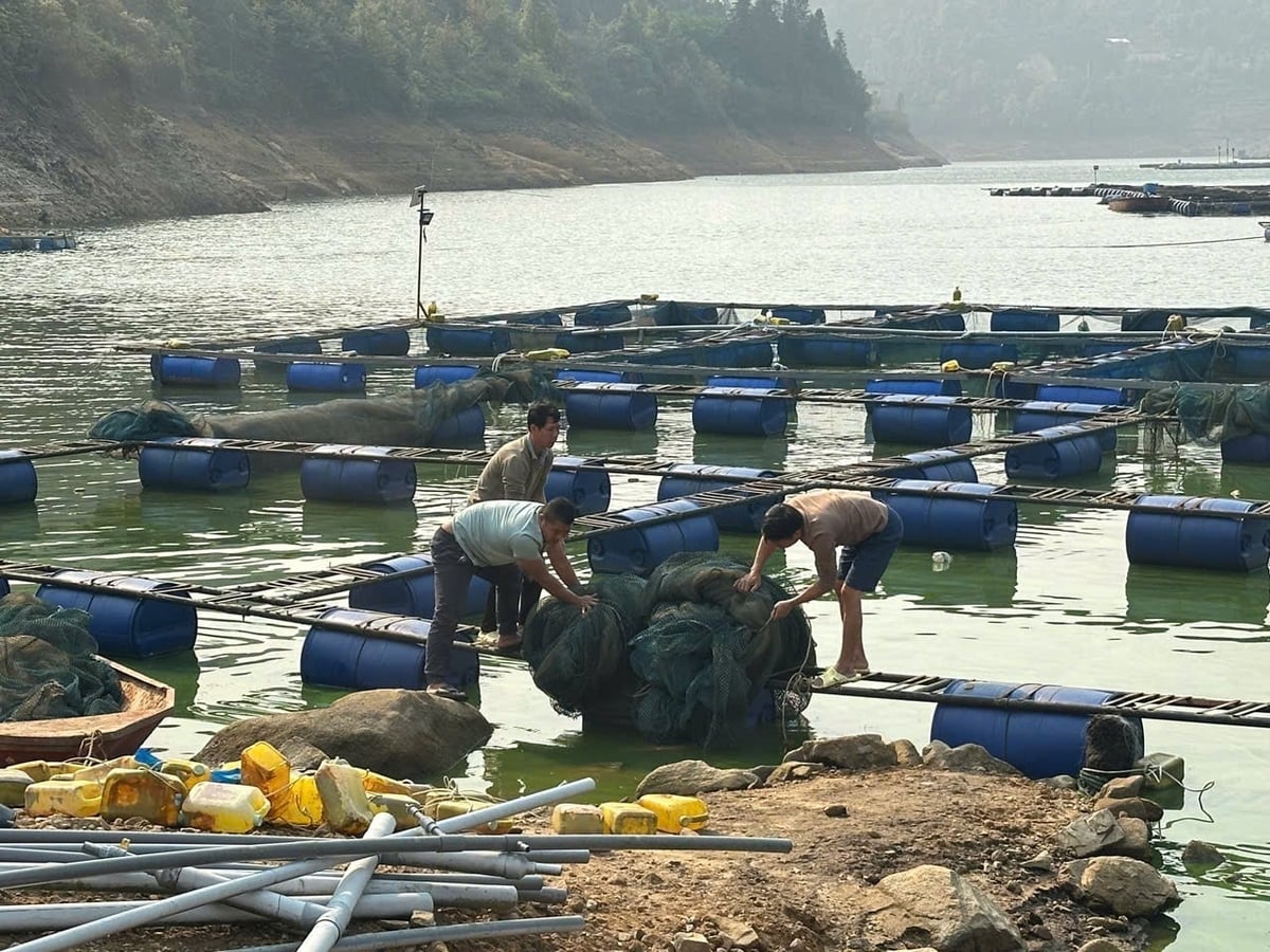 Tỉnh Lào Cai yêu cầu tháo dỡ lồng bè nuôi cá không phép trên hồ. Ảnh: Thanh Tiến. Tỉnh Lào Cai yêu cầu tháo dỡ lồng bè nuôi cá không phép trên hồ. Ảnh: Thanh Tiến.