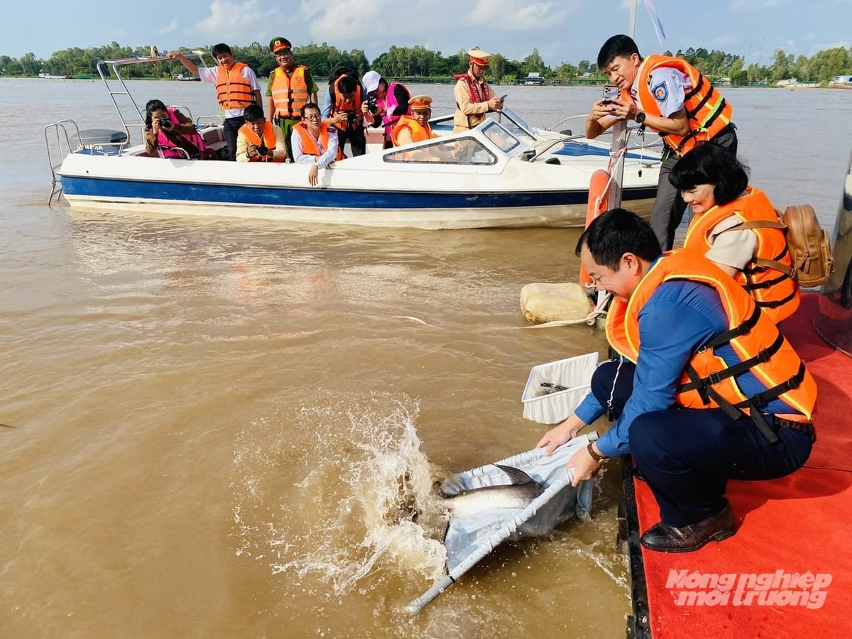 Chính quyền và người dân tham gia thả cá giống tái tạo nguồn lợi thủy sản tại khu vực Đình Thần An Bình, phường Hồng Ngự, tỉnh Đồng Tháp nhằm góp phần gìn giữ 'mạch sống' sinh kế lâu dài cho người dân. Ảnh: Lê Hoàng Vũ. Chính quyền và người dân tham gia thả cá giống tái tạo nguồn lợi thủy sản tại khu vực Đình Thần An Bình, phường Hồng Ngự, tỉnh Đồng Tháp nhằm góp phần gìn giữ 'mạch sống' sinh kế lâu dài cho người dân. Ảnh: Lê Hoàng Vũ.