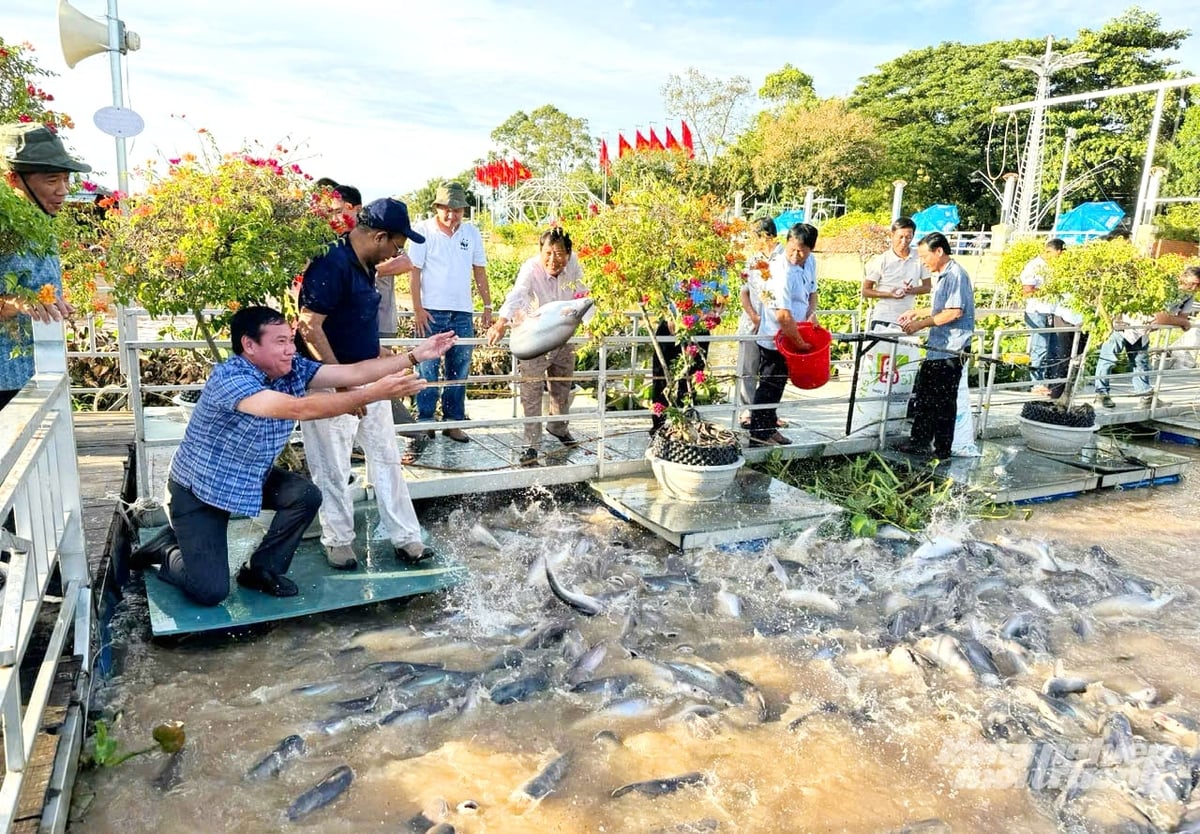 Một điểm sáng trong công tác bảo tồn nguồn lợi thủy sản là khu vực Đình Thần An Bình (phường Hồng Ngự), nơi hình thành quần thể cá tự nhiên với số lượngcá, tôm lên đến hàng nghìn con, tổng khối lượng ước tính hơn 60 tấn. Ảnh: Lê Hoàng Vũ. Một điểm sáng trong công tác bảo tồn nguồn lợi thủy sản là khu vực Đình Thần An Bình (phường Hồng Ngự), nơi hình thành quần thể cá tự nhiên với số lượngcá, tôm lên đến hàng nghìn con, tổng khối lượng ước tính hơn 60 tấn. Ảnh: Lê Hoàng Vũ.