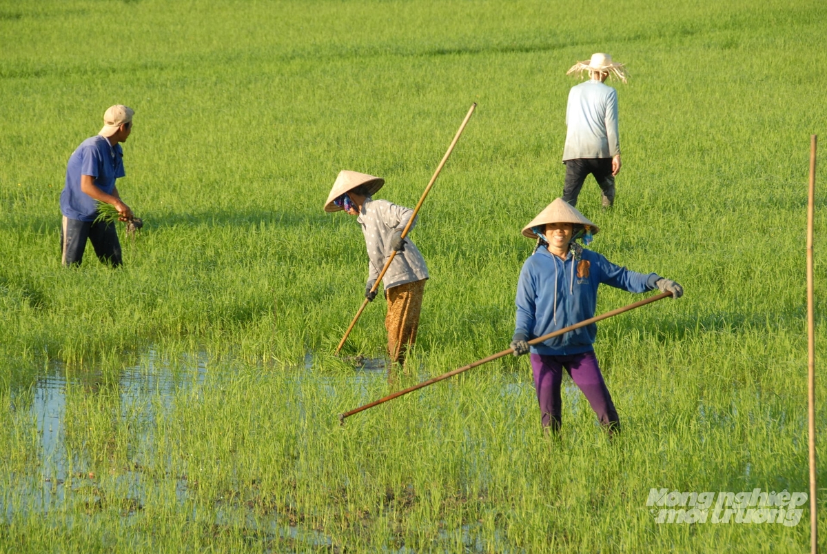Nông dân Đồng Tháp xuống giống lúa hè thu trong điều kiện nắng nóng kéo dài, vì vậy cần chủ động giữ nước trên ruộng để hạn chế xì phèn, bảo vệ cây lúa ngay từ đầu vụ. Ảnh: Lê Hoàng Vũ. Nông dân Đồng Tháp xuống giống lúa hè thu trong điều kiện nắng nóng kéo dài, vì vậy cần chủ động giữ nước trên ruộng để hạn chế xì phèn, bảo vệ cây lúa ngay từ đầu vụ. Ảnh: Lê Hoàng Vũ.