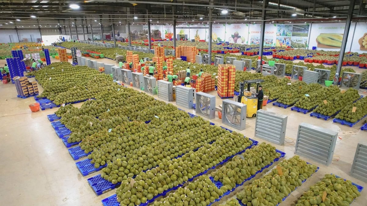 Kiểm soát mặt hàng sầu riêng cần thực hiện từ khâu sản xuất, đóng gói và lưu thông ra thị trường. Ảnh: Tuấn Trần.