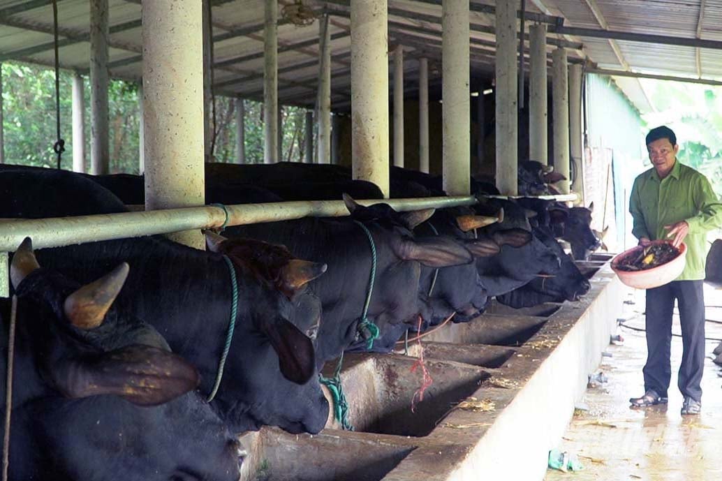 'Kịch bản' tăng trưởng hi vọng sẽ giúp ngành chăn nuôi Quảng Trị phát triển bền vững. Ảnh: Võ Dũng.