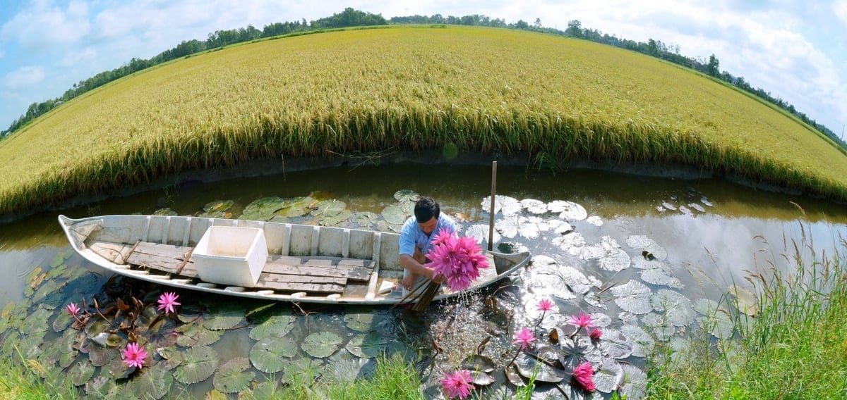 Mô hình lúa - tôm thuận thiên giúp giảm chi phí, tạo sản phẩm sạch, ổn định sinh kế. Ảnh: Thanh Cường.