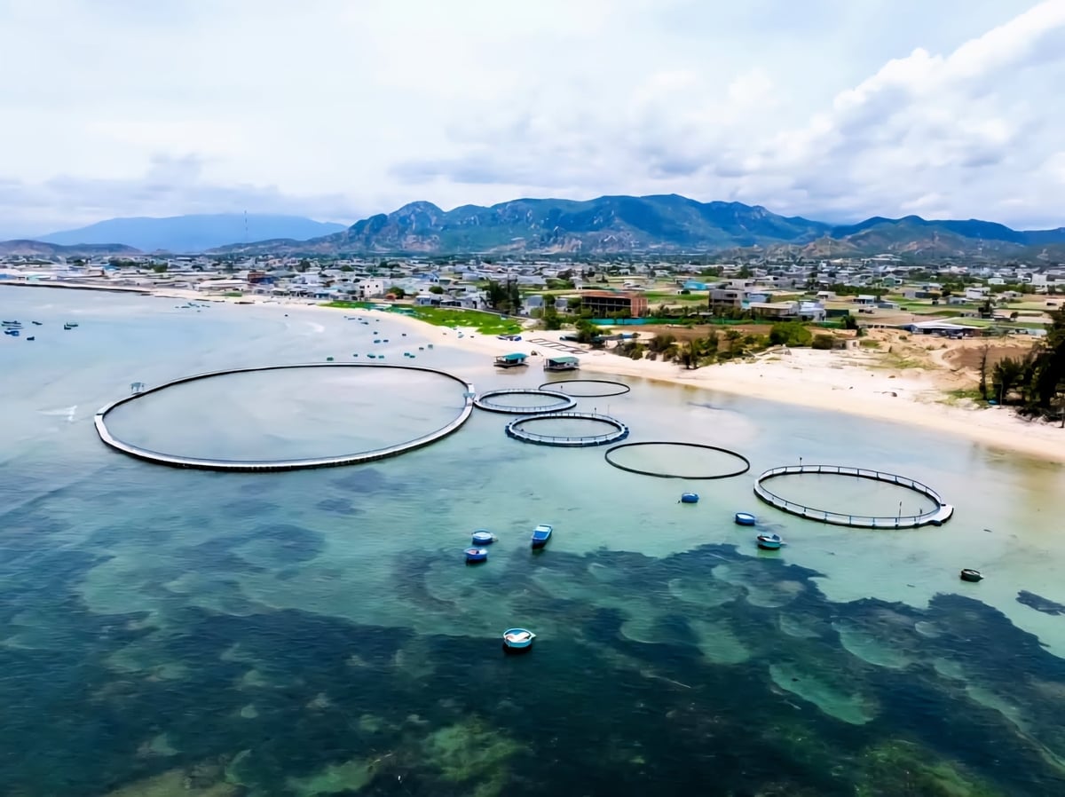 Công ty CP Mực nhảy Biển Đông vừa được giao hơn 200 ha để nuôi trồng thủy sản tại đặc khu Cô Tô, tỉnh Quảng Ninh. Ảnh: Thu Báu. 