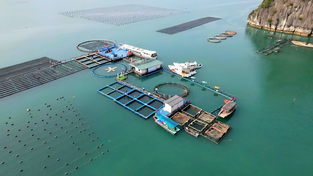 Trang trại nuôi biển công nghệ cao tại Vân Đồn của STP Group. Ảnh: Cường Vũ. 