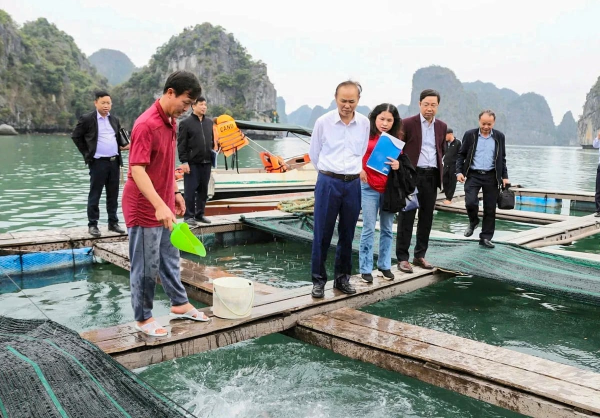 Thứ trưởng Bộ Nông nghiệp và Môi trường Phùng Đức Tiến kiểm tra tình hình nuôi cá nhụ, cá cam. Ảnh: Đinh Mười.