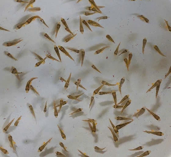 Cá cam 20 ngày tuổi. Ảnh: Viện Khoa học Thủy sản Việt Nam.